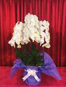 胡蝶蘭(鉢植)